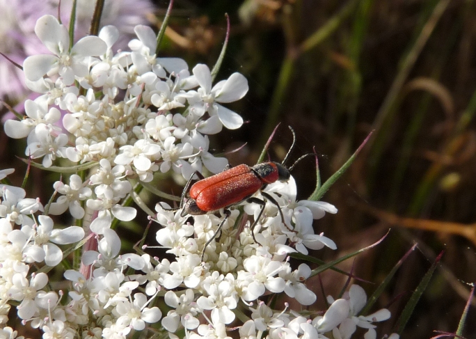 Clanoptilus rufus